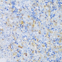 Invitrogen EFCAB4B Polyclonal Antibody 100 &mu;L; Unconjugated:Antibodies,