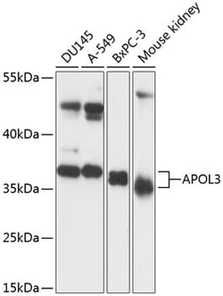 Invitrogen Apolipoprotein L3 Polyclonal Antibody 100 &mu;L; Unconjugated:Antibodies,