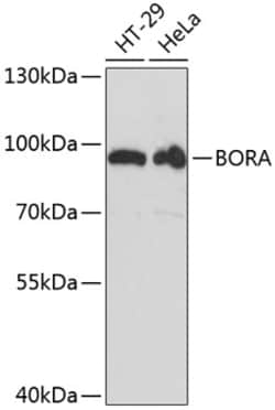 Invitrogen Bora Polyclonal Antibody 100 &mu;L; Unconjugated:Antibodies,