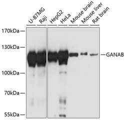 Invitrogen GANAB Polyclonal Antibody 100 &mu;L; Unconjugated:Antibodies,