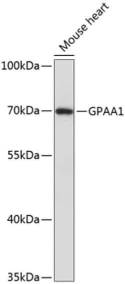 Invitrogen GPAA1 Polyclonal Antibody 100 &mu;L; Unconjugated:Antibodies,