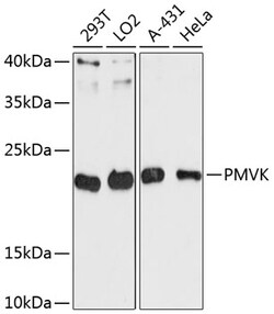Invitrogen PMVK Polyclonal Antibody 100 &mu;L; Unconjugated:Antibodies,