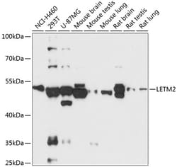 Invitrogen LETM2 Polyclonal Antibody 100 &mu;L; Unconjugated:Antibodies,
