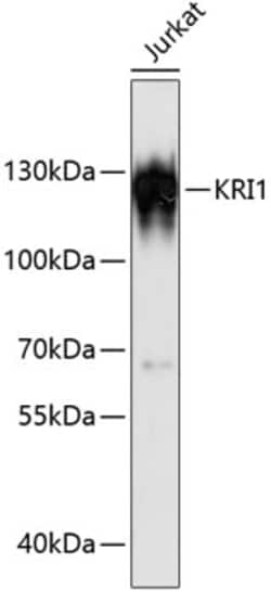 Invitrogen KRI1 Polyclonal Antibody 100 &mu;L; Unconjugated:Antibodies,