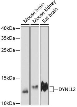 Invitrogen Dynein Polyclonal Antibody 100 &mu;L; Unconjugated:Antibodies,