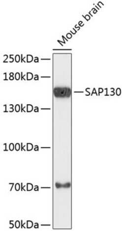 Invitrogen SAP130 Polyclonal Antibody 100 &mu;L; Unconjugated:Antibodies,