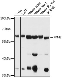 Invitrogen PKM2 Polyclonal Antibody 100 &mu;L; Unconjugated:Antibodies,