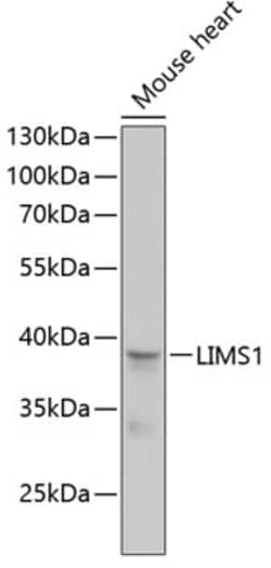 Invitrogen LIMS1 Polyclonal Antibody 100 &mu;L; Unconjugated:Antibodies,