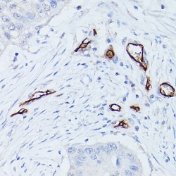 Invitrogen CD34 Polyclonal Antibody 100 &mu;L; Unconjugated:Antibodies,