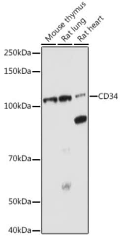 Invitrogen CD34 Polyclonal Antibody 100 &mu;L; Unconjugated:Antibodies,