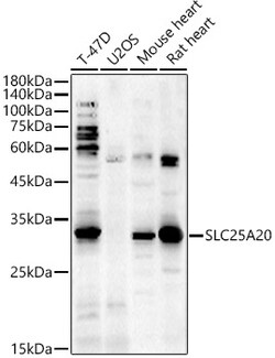 Invitrogen SLC25A20 Polyclonal Antibody 100 &mu;L; Unconjugated:Antibodies,