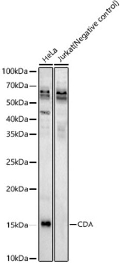 Invitrogen CDA Polyclonal Antibody 100 &mu;L; Unconjugated:Antibodies,