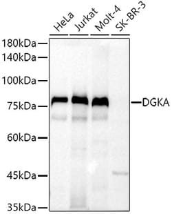 Invitrogen DGKA Polyclonal Antibody 100 &mu;L; Unconjugated:Antibodies,