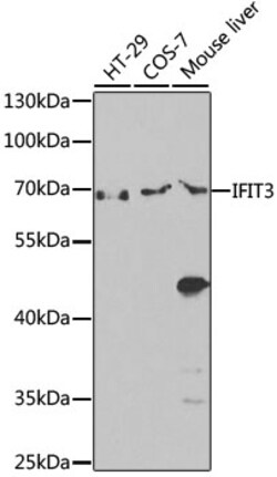 Invitrogen IFIT3 Polyclonal Antibody 100 &mu;L; Unconjugated:Antibodies,