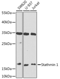 Invitrogen Stathmin 1 Polyclonal Antibody 100 &mu;L; Unconjugated:Antibodies,