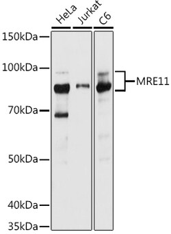 Invitrogen MRE11 Polyclonal Antibody 100 &mu;L; Unconjugated:Antibodies,