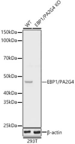 Invitrogen EBP1 Polyclonal Antibody 100 &mu;L; Unconjugated:Antibodies,