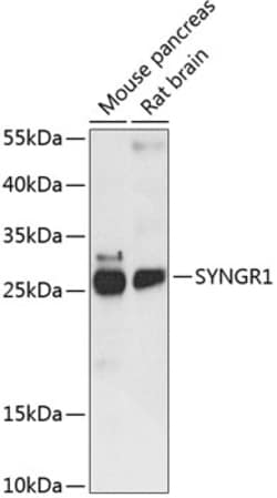 Invitrogen SYNGR1 Polyclonal Antibody 100 μL; Unconjugated:Antibodies,