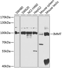Invitrogen Mitofilin Polyclonal Antibody 100 &mu;L; Unconjugated:Antibodies,