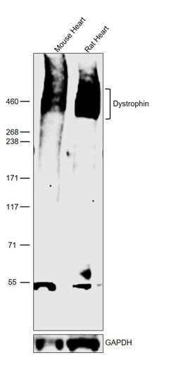 Invitrogen Dystrophin Polyclonal Antibody 100 &mu;L; Unconjugated:Antibodies,