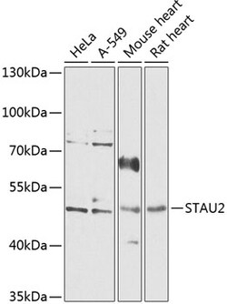 Invitrogen STAU2 Polyclonal Antibody 100 &mu;L; Unconjugated:Antibodies,