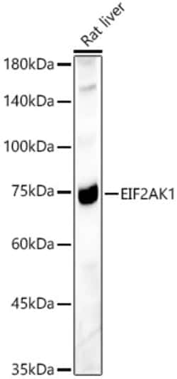 Invitrogen HRI Polyclonal Antibody 100 &mu;L; Unconjugated:Antibodies,