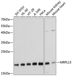 MRPL13 Polyclonal Antibody, Invitrogen 100 &mu;L; Unconjugated:Antibodies,