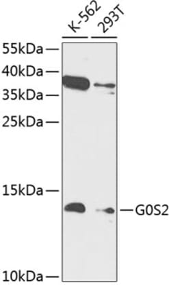 Invitrogen G0S2 Polyclonal Antibody 100 &mu;L; Unconjugated:Antibodies,