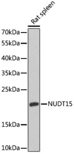 Invitrogen NUDT15 Polyclonal Antibody 100 &mu;L; Unconjugated:Antibodies,