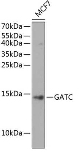 Invitrogen GATC Polyclonal Antibody 100 &mu;L; Unconjugated:Antibodies,