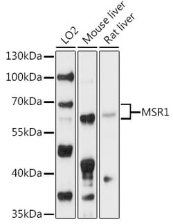 Invitrogen CD204 Polyclonal Antibody 100 &mu;L; Unconjugated:Antibodies,