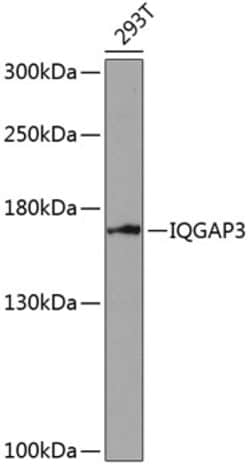 Invitrogen IQGAP3 Polyclonal Antibody 100 &mu;L | Buy Online | Invitrogen&trade; | Fisher Scientific