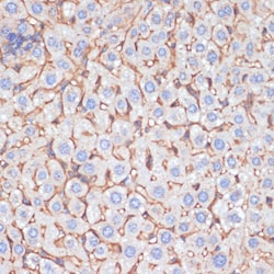 Invitrogen ApoA1 Polyclonal Antibody 100 &mu;L; Unconjugated:Antibodies,