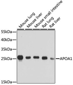Invitrogen ApoA1 Polyclonal Antibody 100 &mu;L; Unconjugated:Antibodies,