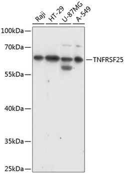 Invitrogen DR3 Polyclonal Antibody 100 &mu;L; Unconjugated:Antibodies,