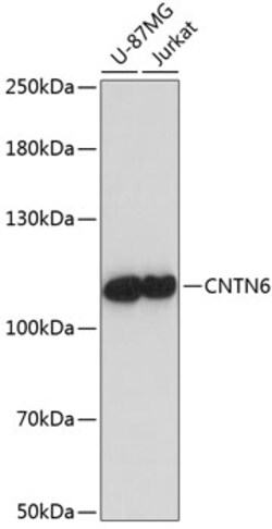Invitrogen Contactin 6 Polyclonal Antibody 100 &mu;L; Unconjugated:Antibodies,