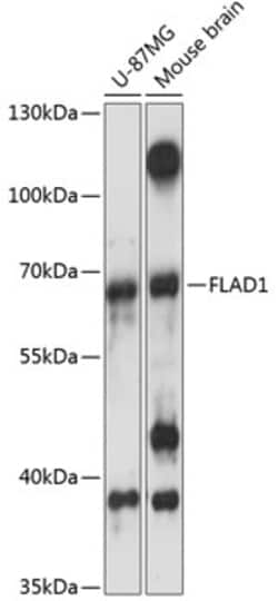 Invitrogen FLAD1 Polyclonal Antibody 100 &mu;L; Unconjugated:Antibodies,