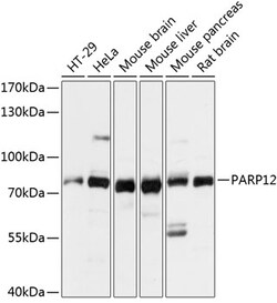 Invitrogen PARP12 Polyclonal Antibody 100 &mu;L; Unconjugated:Antibodies,