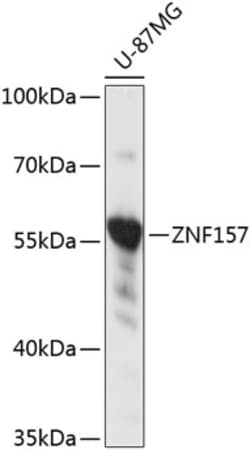 Invitrogen ZNF157 Polyclonal Antibody 100 &mu;L; Unconjugated:Antibodies,