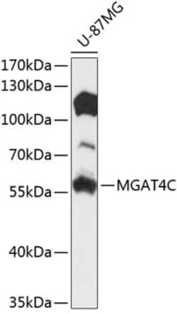 Invitrogen MGAT4C Polyclonal Antibody 100 &mu;L; Unconjugated:Antibodies,