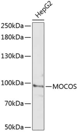 Invitrogen MOCOS Polyclonal Antibody 100 &mu;L; Unconjugated:Antibodies,
