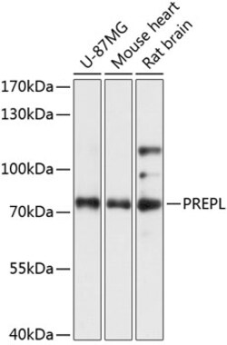 Invitrogen PREPL Polyclonal Antibody 100 &mu;L; Unconjugated:Antibodies,