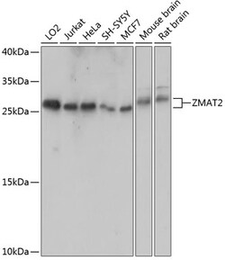 Invitrogen ZMAT2 Polyclonal Antibody 100 &mu;L; Unconjugated:Antibodies,