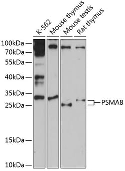 Invitrogen PSMA8 Polyclonal Antibody 100 &mu;L; Unconjugated:Antibodies,