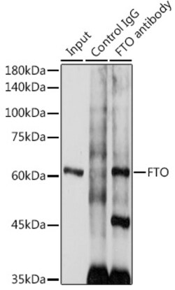 Invitrogen FTO Polyclonal Antibody 100 &mu;L; Unconjugated:Antibodies