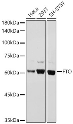 Invitrogen FTO Polyclonal Antibody 100 &mu;L; Unconjugated:Antibodies
