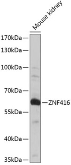 Invitrogen ZNF416 Polyclonal Antibody 100 &mu;L; Unconjugated:Antibodies,