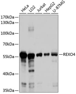 Invitrogen REXO4 Polyclonal Antibody 100 &mu;L; Unconjugated:Antibodies,