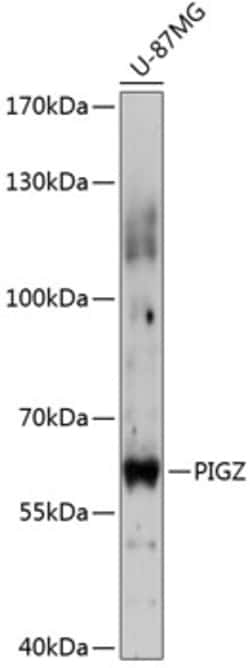 Invitrogen PIGZ Polyclonal Antibody 100 &mu;L; Unconjugated:Antibodies,