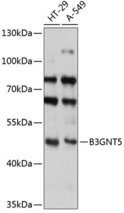 Invitrogen B3GNT5 Polyclonal Antibody 100 &mu;L; Unconjugated:Antibodies,